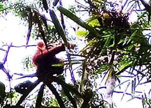 Biodiversity Monitoring in Dolok Sipirok Nature Reserve